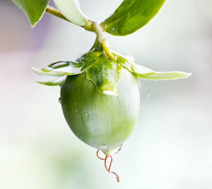 Huile anti-rides hydratante dérivée du fruit de jojoba